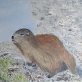 MarmotteVercors2024 
