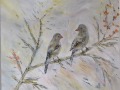 Oiseaux Juin25